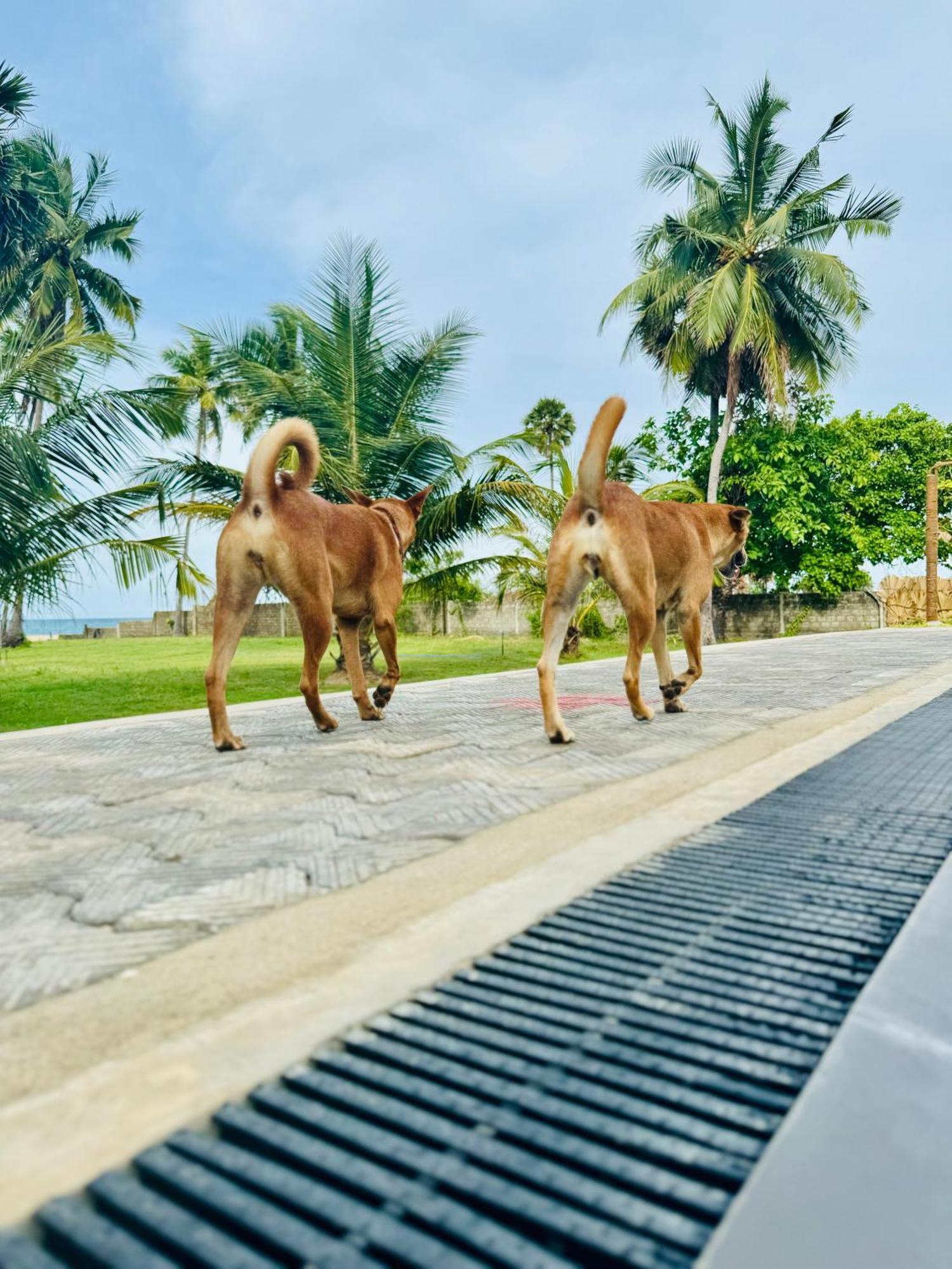 108 Palms Beach Resort Trincomalee Ngoại thất bức ảnh